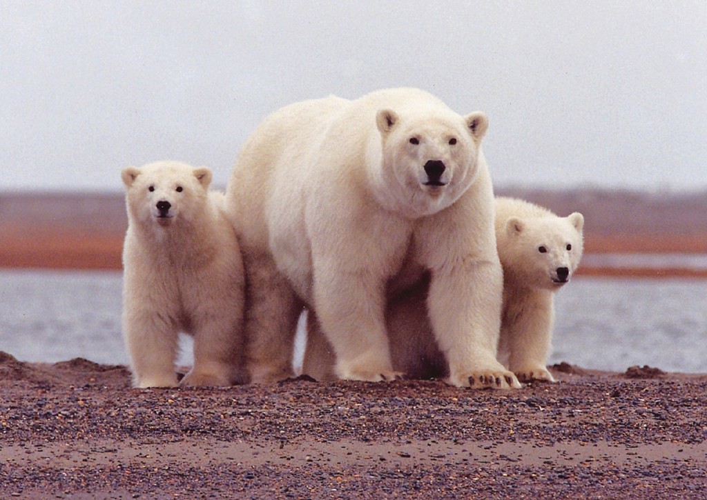 Alaska Wildlife