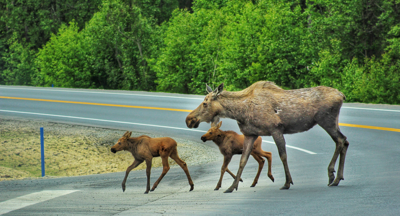 moose-crossing-the-road-in-alaska