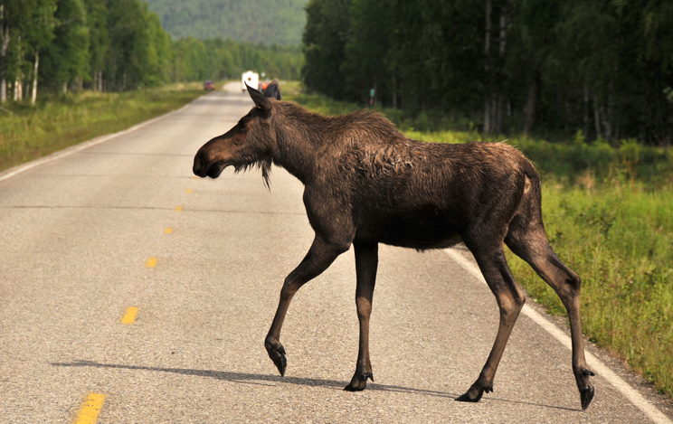 animal-crossing-alaska