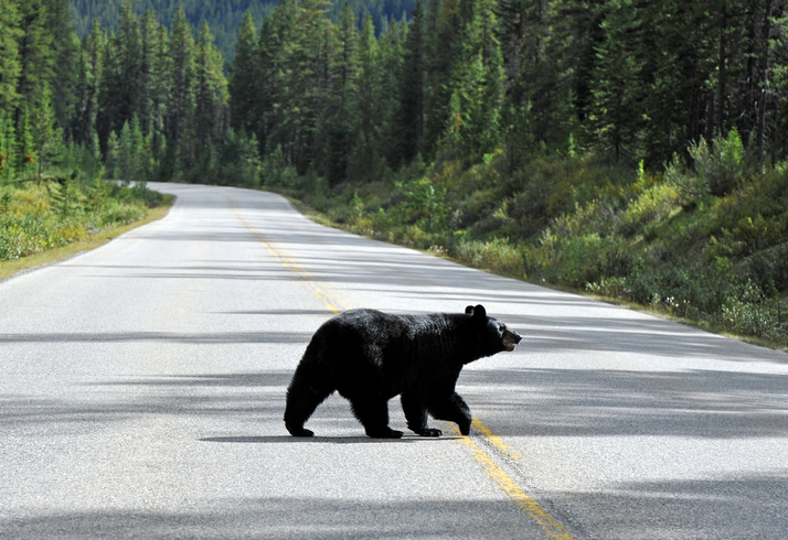 bear-in-road-alaska